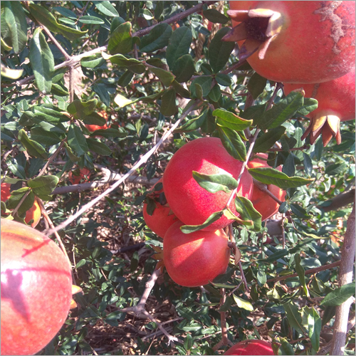 Punica Granatum Pomegranate
