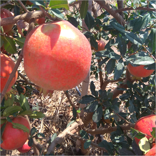 Parfianka Pomegranate