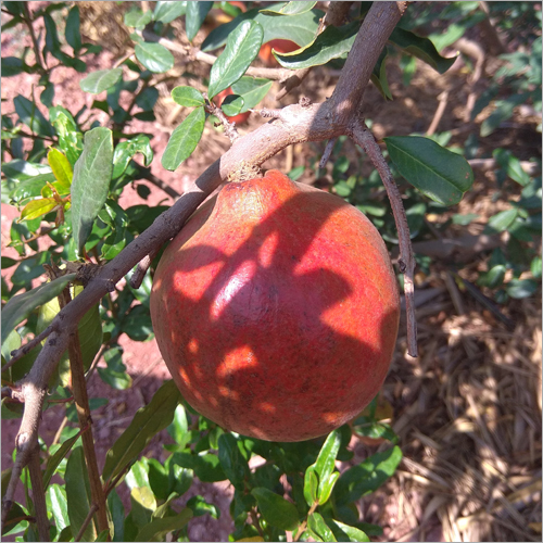 Angel Red Pomegranate