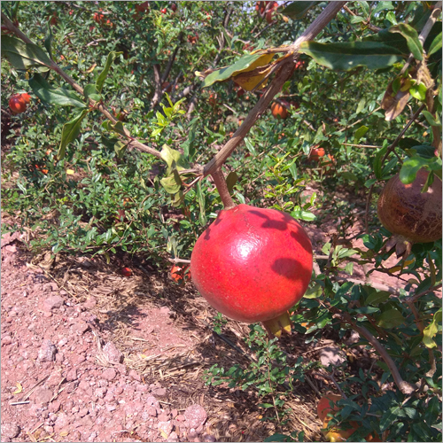 kashmir blend pomegranate