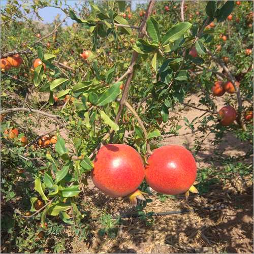 High Quality Pomegranates