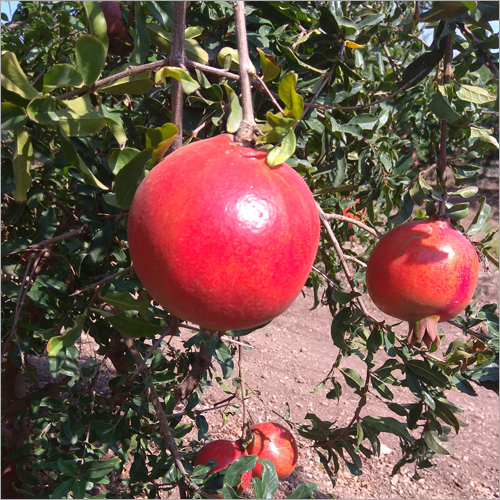 Indian Pomegranates