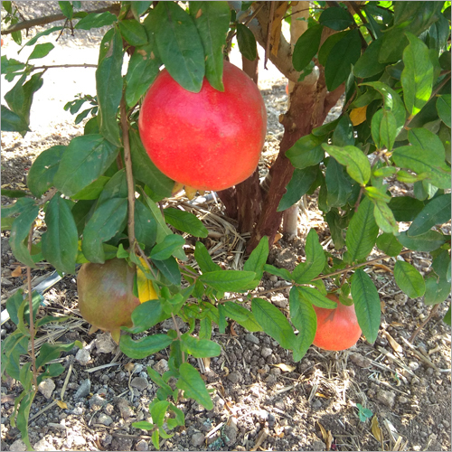 Red Pomegranate