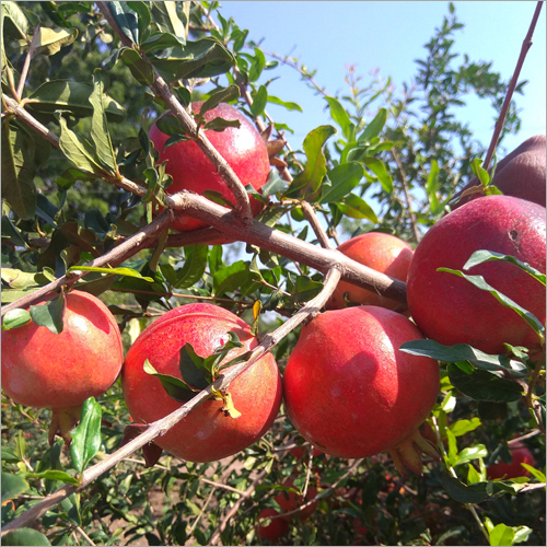 Bhagwa Pomegranate