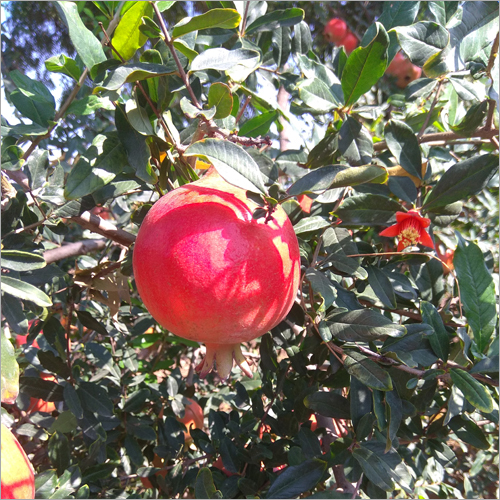Dalimb Pomegranate