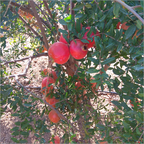 Dwarf Pomegranate