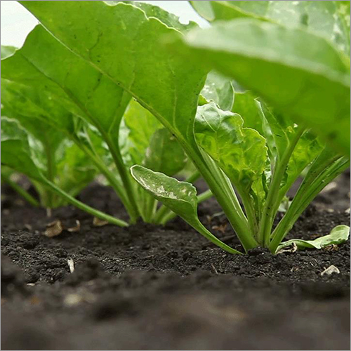 Green Spinach