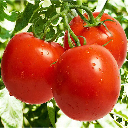 Fresh Tomato