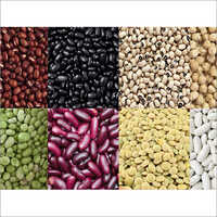 Bean Seeds - High Purity, Variable Size & Weight, Multiple Colors | Boosts Immunity, Improves Digestion, Long Shelf Life, Cleaned Beans