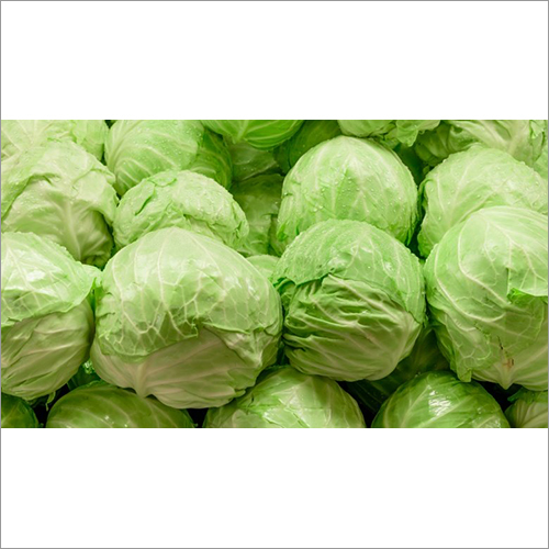 Organic Cabbage