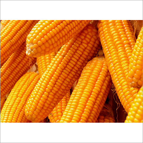 Organic Corn Maize