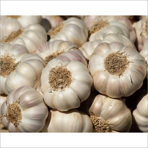Fresh Garlic