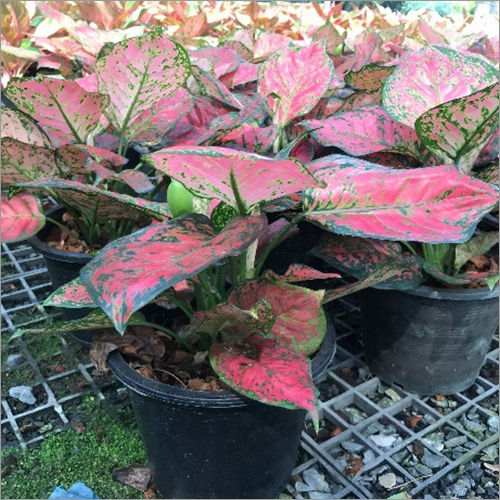 Aglaonema Plant