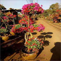 Bougainvillea Plant