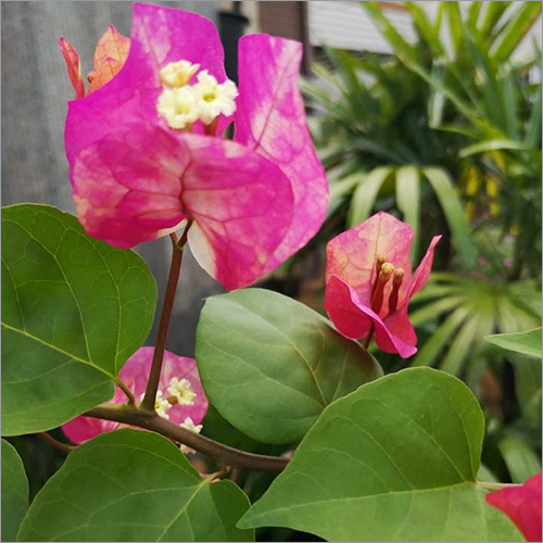 Bougainviliea Plant And Flower