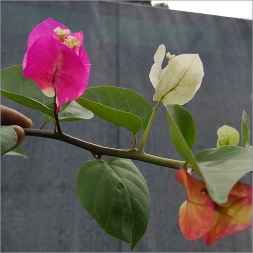 Bougainviliea Plant And Flower