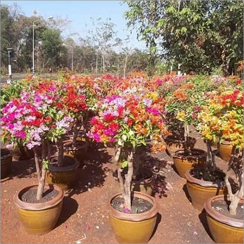 Bougainvillea Multicolor Plant at Best Price in Samut Prakan, Samut Prakan  | Naymarth Partner Friendship Co., Ltd.