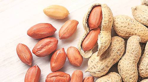 Indian Peanuts Moisture (%): 7-8%