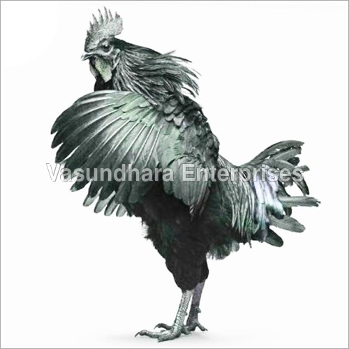 Poultry Kadaknath Hen