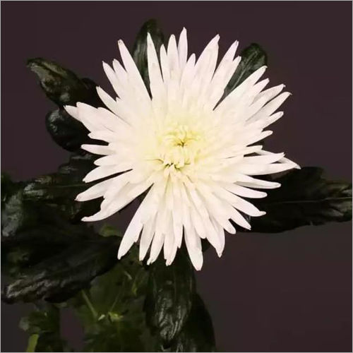 Chrysanthemum Anastasia  Plant