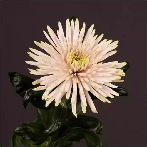 Chrysanthemum Anastasia  Pink Flower Plant
