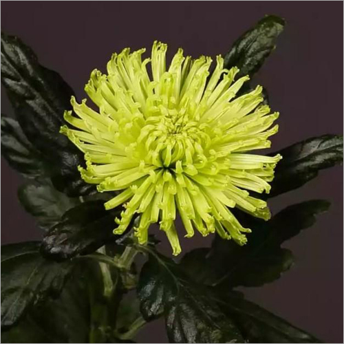 Chrysanthemum Lime Flower Plant