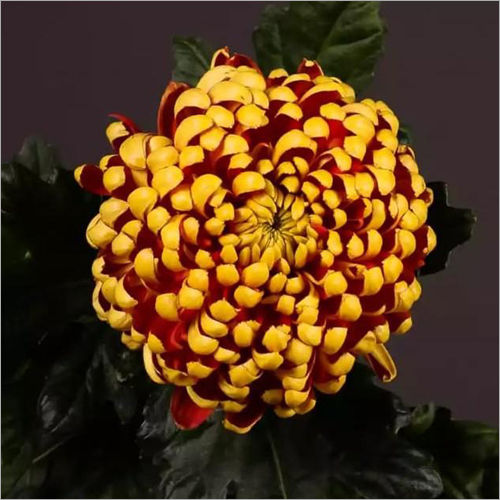 Chrysanthemum Fuego  Flower Plant