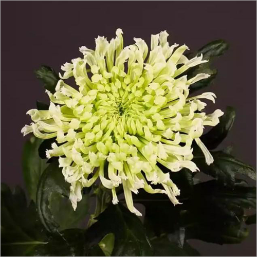 Chrysanthemum Hestia Star  Plant