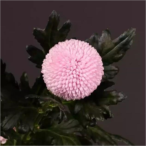 Chrysanthemum Momoko Flower Plant