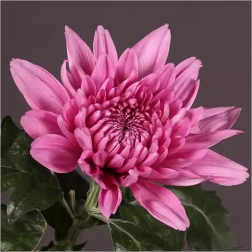 Chrysanthemum Resomee Flower Plant