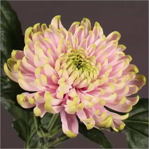 Chrysanthemum Charlotte Flower Plant