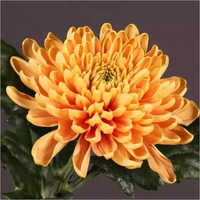 Chrysanthemum Rossano Flower Plant