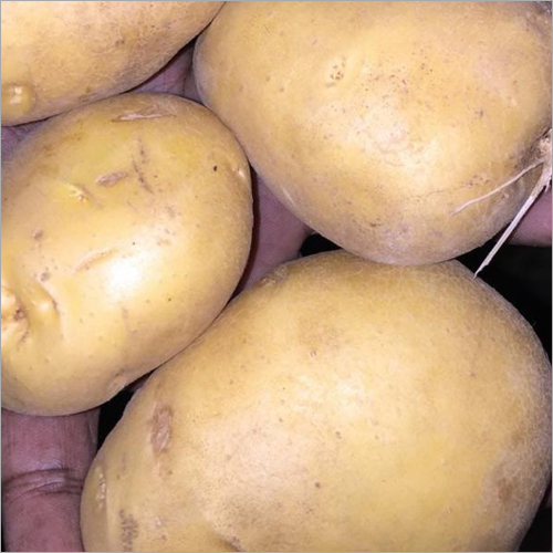 Fresh Potatoes - Dried, Round Shape, 2-3 Months Shelf Life | Clean Finishing, Healthy Nutrient Source, Air Tight Packaging for Freshness