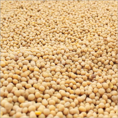 Soyabean Pulses