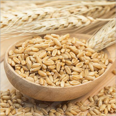 Organic Wheat