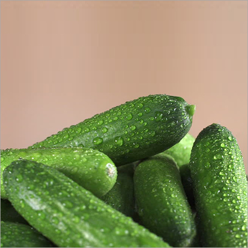 Preserved Fresh Cucumber