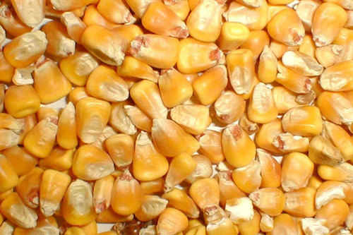 Yellow Maize For Cattle Feed