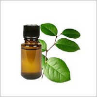 Camphor Oil
