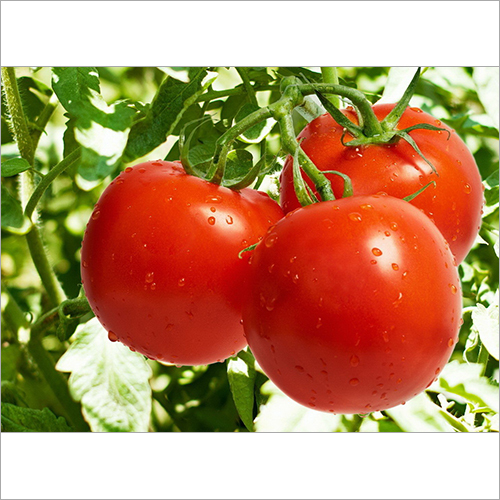 Fresh Tomatoes