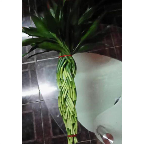 Lucky Bamboo Plant