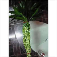 Lucky Bamboo Plant