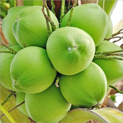 Fresh Tender Coconut