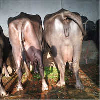 High yield Murrah Buffalo