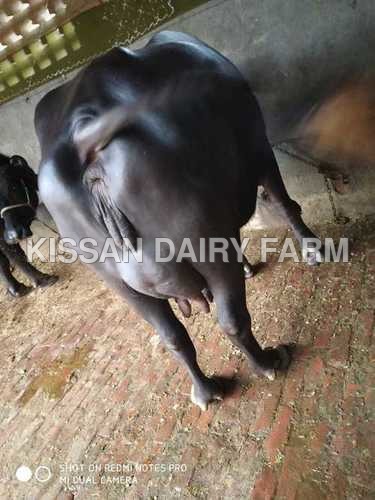 Black Murrah buffalo