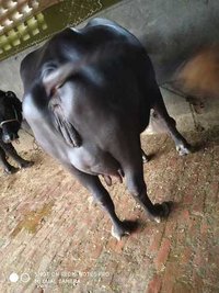 Black Murrah buffalo