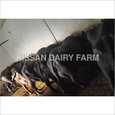 Haryana Murrah Buffalo
