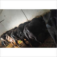 Haryana Murrah Buffalo