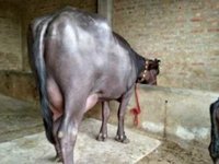 Pregnant Murrah Buffalo