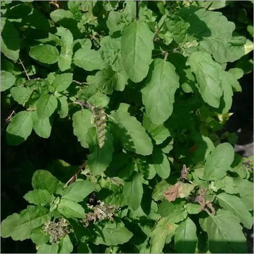 Green Rama Tulsi