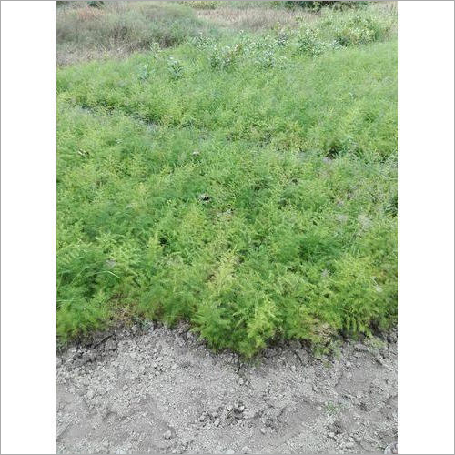 Herbal Shatavari Plants